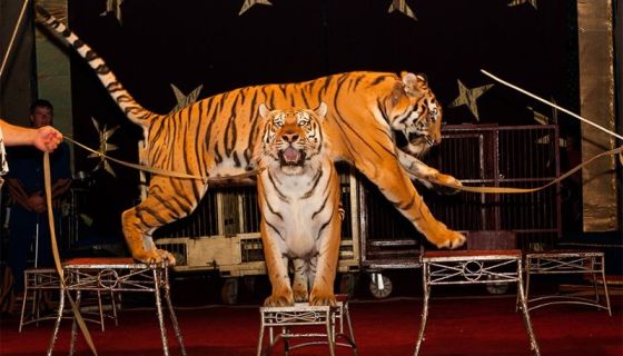 Цирк «Максимус»