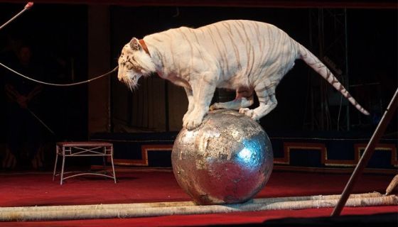 Цирк «Максимус»