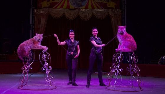 Цирк-шапито «Арена-Ягуар». Шоу «Летучий корабль»