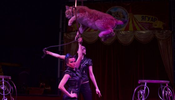 Цирк-шапито «Арена-Ягуар». Шоу «Летучий корабль»