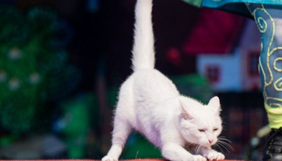 Театр кошек Куклачёва. Коты спасают мир