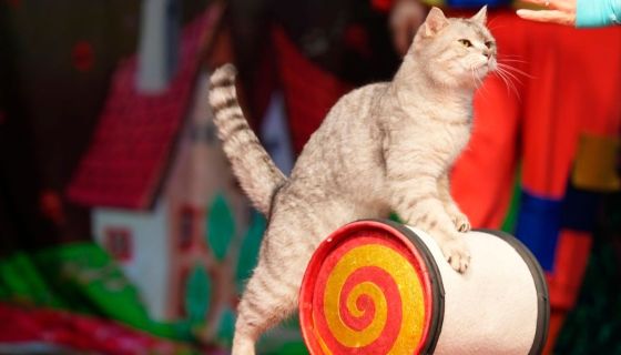 Театр кошек Куклачёва. Коты спасают мир